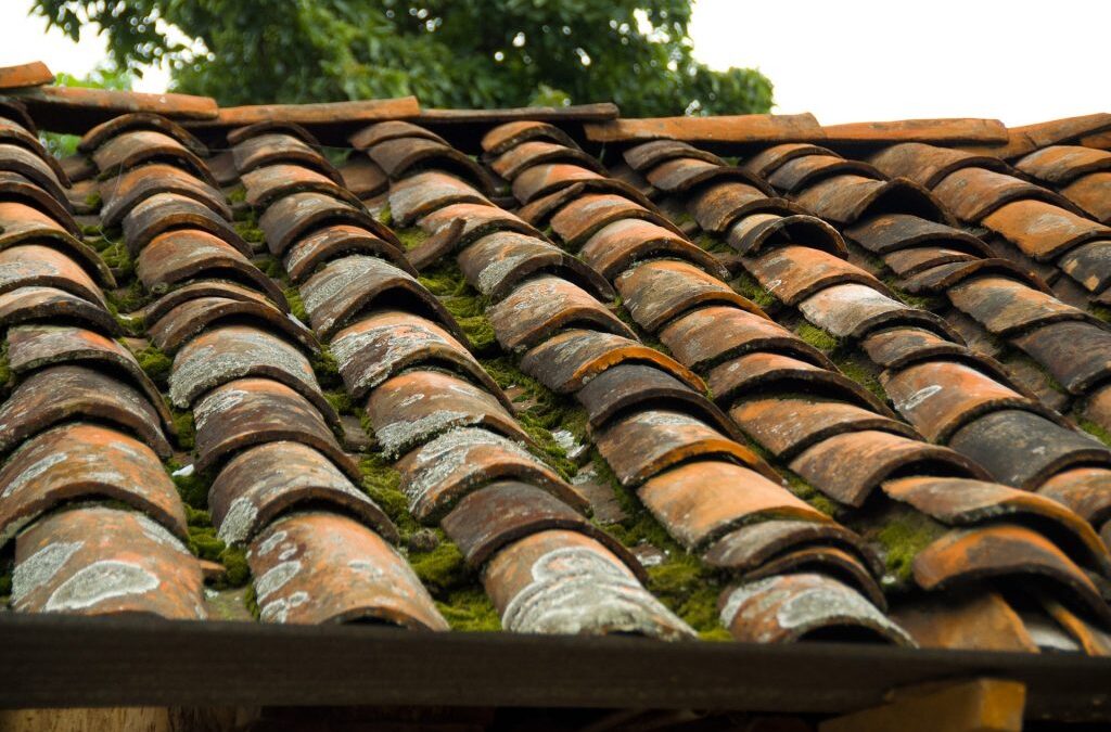 5 Best Methods to Remove Moss from Roof Naturally?